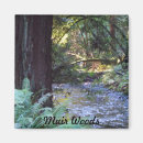 Search for streams magnets Forest