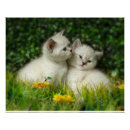 Search for british shorthair cat art Cute