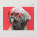 Search for shihtzu Chinese