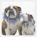 Search for pet sitting stickers Studio shot