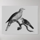 Search for white dove posters Animal