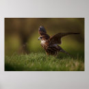 Search for merlin posters Bird of prey