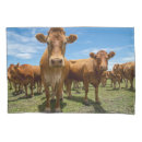 Search for cow pillowcases Beef