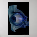 Search for eye socket Illustration