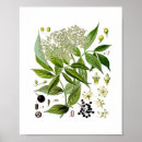 Search for vintage botany posters Floral illustration