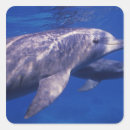 Search for bradley stickers Animal