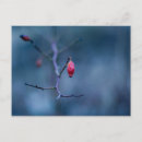 Search for winter rose postcards Cold