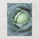 Search for cabbage photography Food