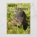 Search for blue tongue lizard Wildlife