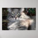 Search for long hair cats posters Eyes