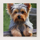 Search for yorkshire terrier puzzles Puppy