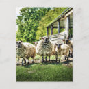 Search for flock of sheep postcards Lamb