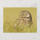 Search for burrowing postcards Owls