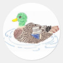Search for canard Mallard