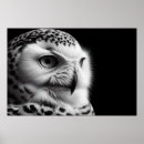 Search for snowy owls posters Wildlife