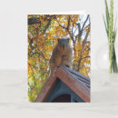 Search for squirrel photos cards Nature