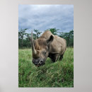 Search for kenya photography Rhino