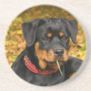 Search for rottweiler coasters Animal