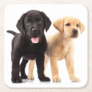 Search for black labrador coasters Puppy