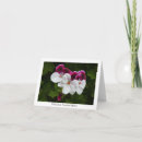 Search for pelargonium Geranium