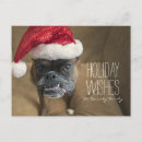 Search for white boxer cards Photography