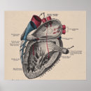 Search for heart diagram posters Medical