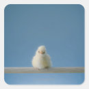 Search for perching stickers Photography