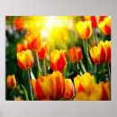 Search for tulip art Colourful