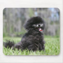 Search for spitz mousepads Black