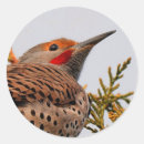 Search for flickering stickers Woodpecker