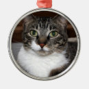 Search for grey cat christmas tree decorations Animals