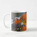 Search for lichen mugs Moss