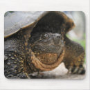 Search for grumpy turtle Funny