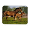 Search for chestnut magnets Ranch