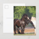 Search for gypsy postcards Black and white