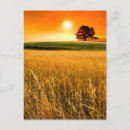 Search for blooded postcards Outdoors