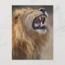 Search for male lions postcards Outdoors