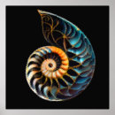 Search for nautilus shell art Ocean