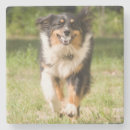Search for play ball coasters Animal