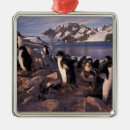 Search for wildlife christmas tree decorations Bird