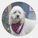 Search for shaggy stickers Canine