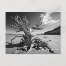 Search for tree photo postcards Beach