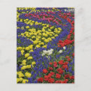 Search for blue hyacinth postcards Holland