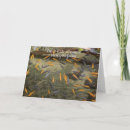 Search for fish birthday cards Photography