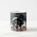 Search for rat terrier mugs Breed