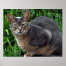 Search for veterinary posters Blue