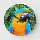Search for blue parrot clocks Nature