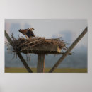 Search for osprey posters Animals