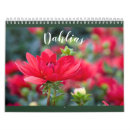 Search for dahlia calendars Gardening
