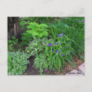 Search for hosta postcards Leaves